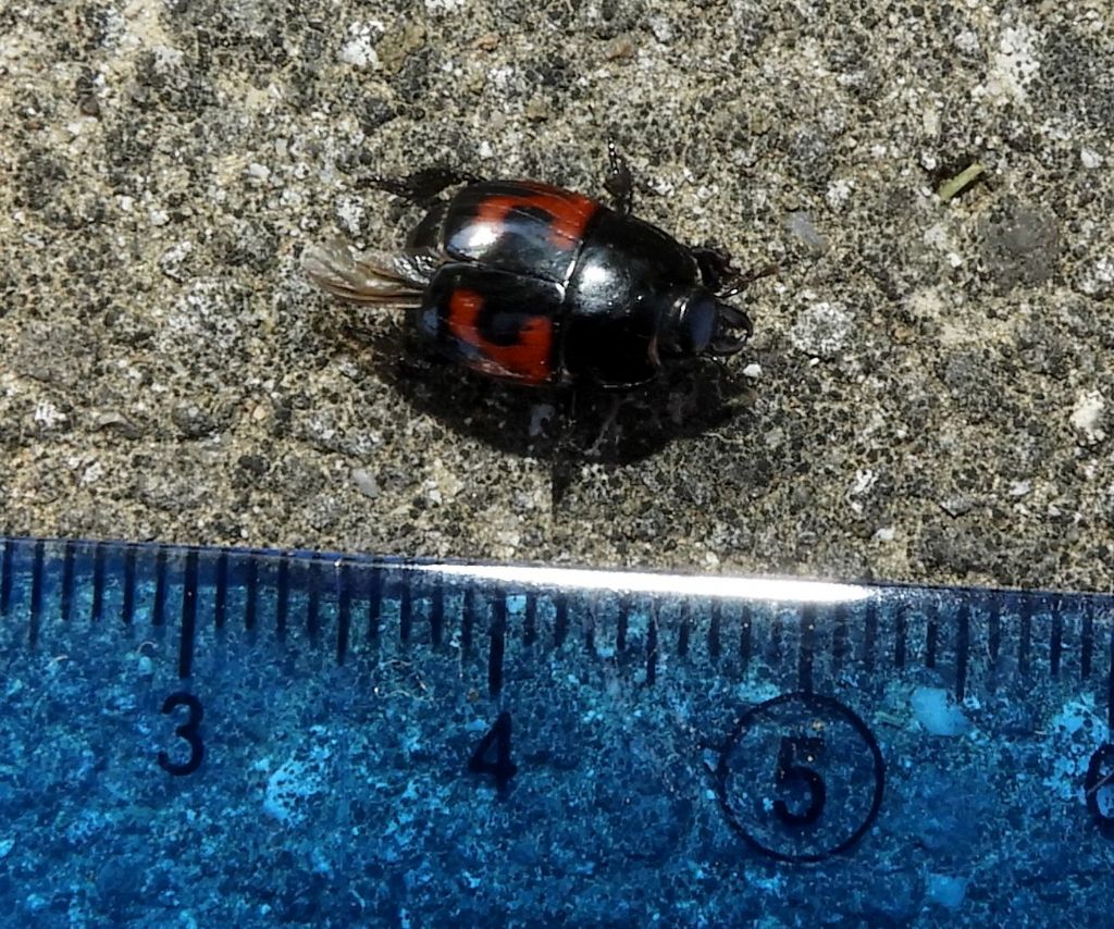 Histeridae: Hister quadrimaculatus
